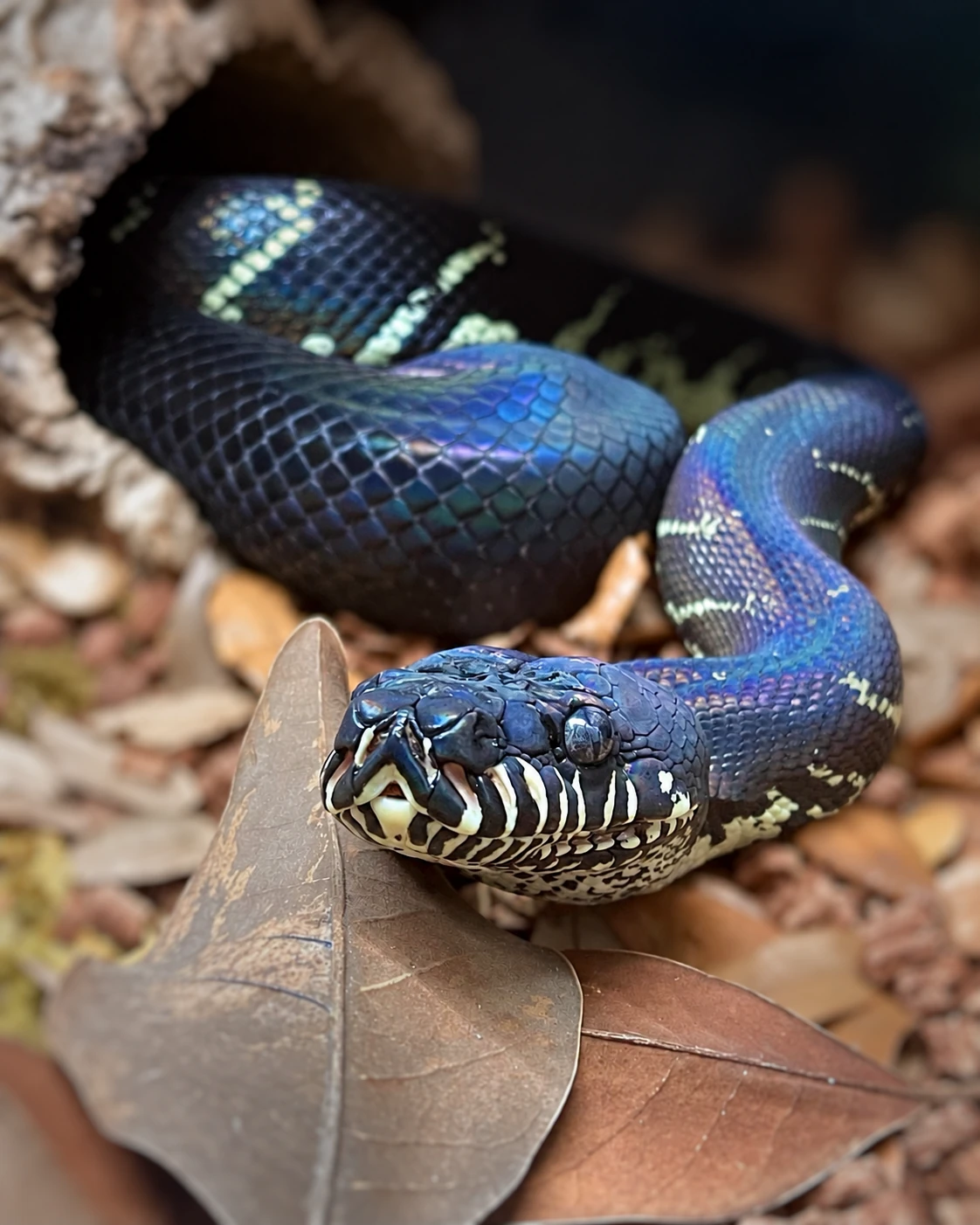 Boelen’s python, its dark iridescent scales and pale markings in detail