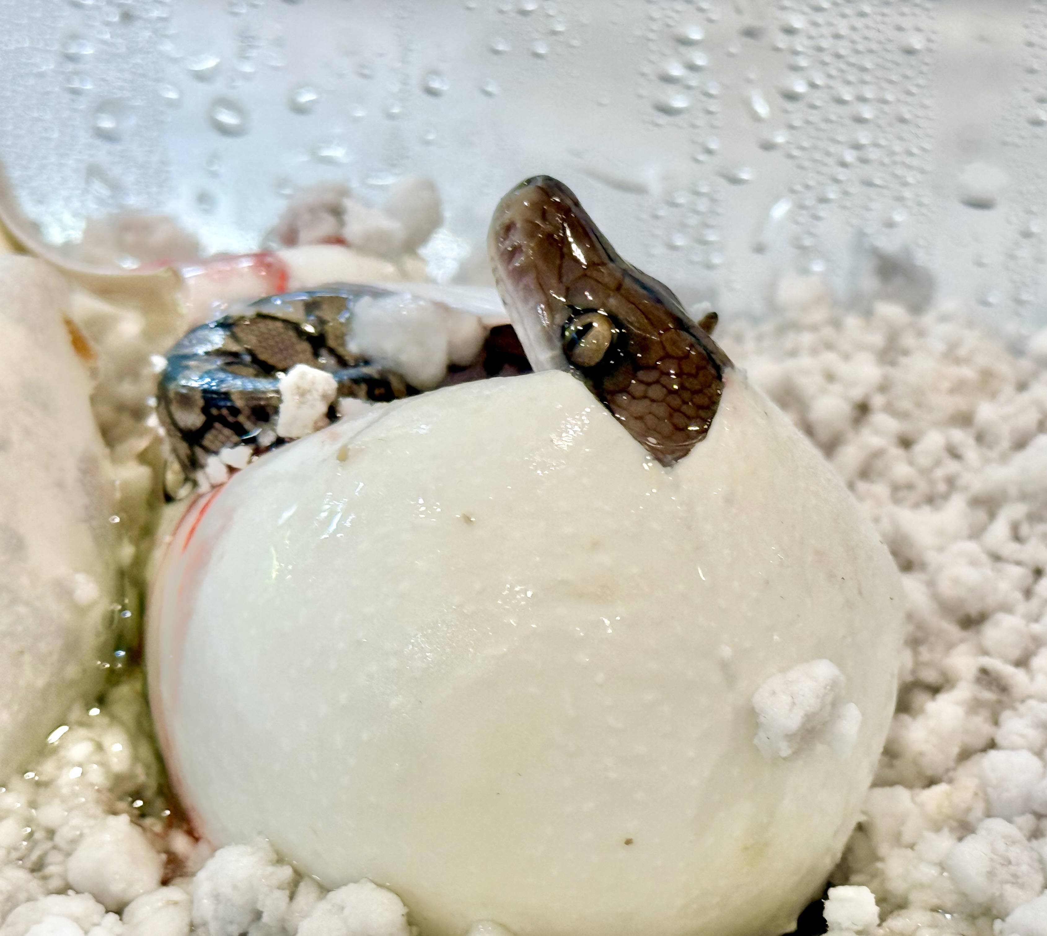A python hatchling emerging from its egg