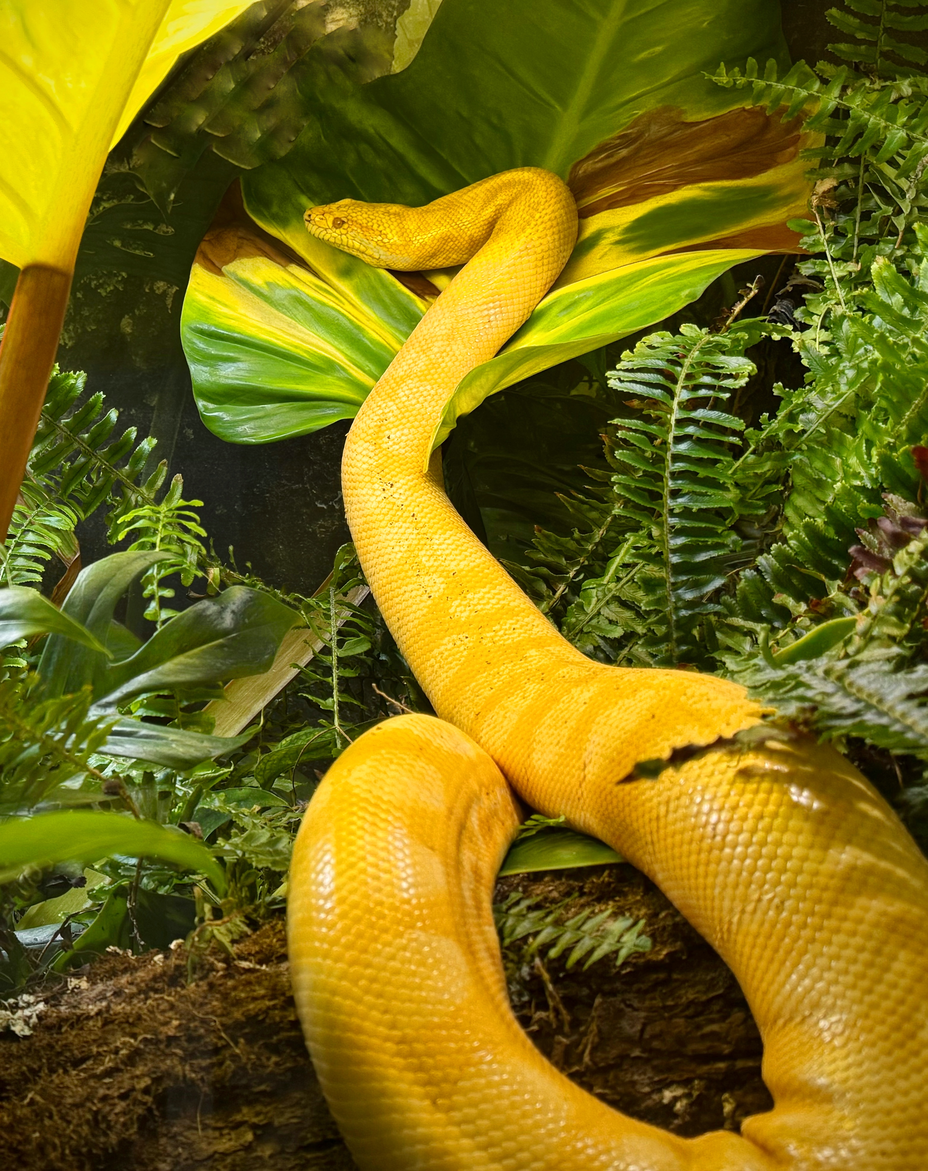 Yellow anaconda resting among lush green foliage